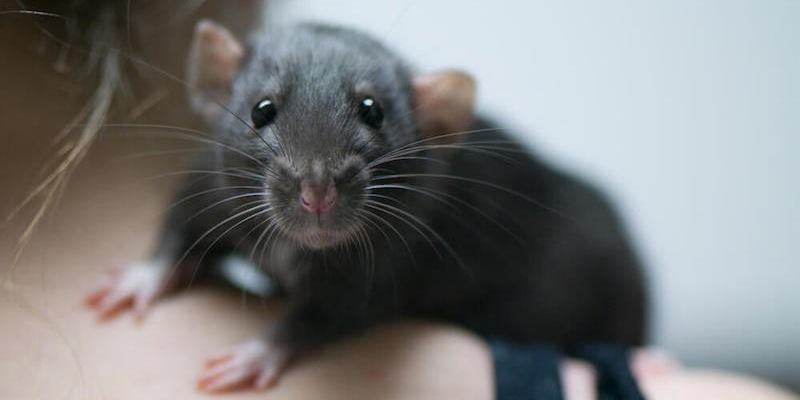 هذه الحقائق عن الفئران...هل