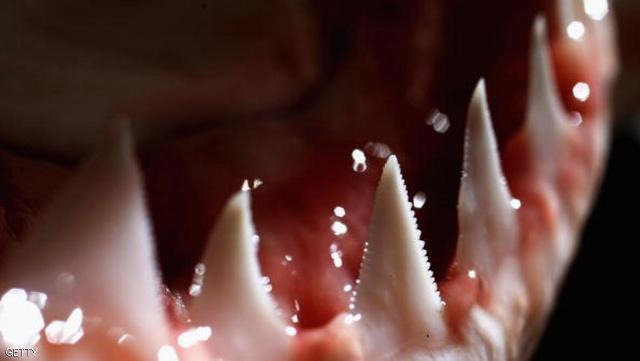اصطاد قرشا فتعرض لعقاب 