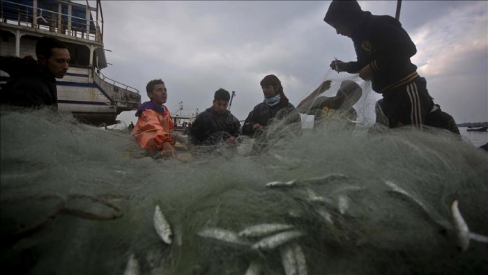 المنخفض الجوي ينعش صيد سمك السردين بغزة
