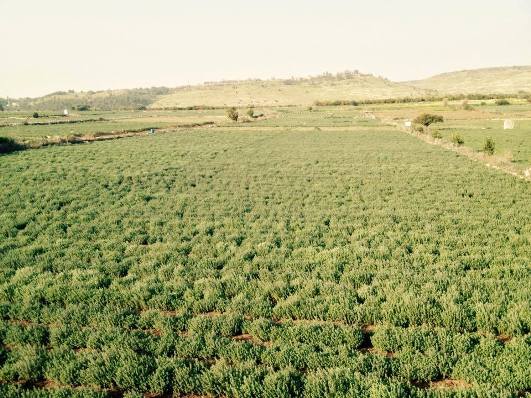 جمعية المستهلك تدعو وزارة الزراعة لمحاربة
المبيدات في زراعة الزعتر وتشجيع الزعتر العضوي

