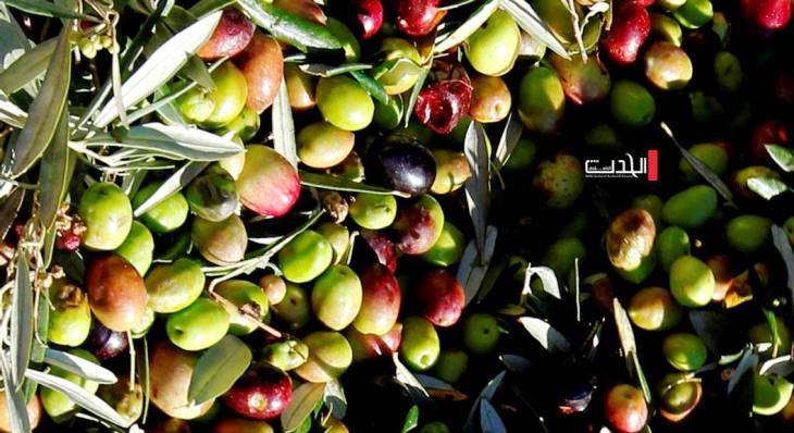 الحدث الاقتصادي | من يحدد سعر الزيت في فلسطين؟