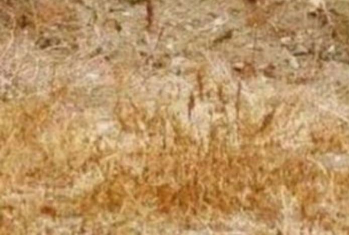 هل تستطيع أن ترى الحيوان في الصورة؟ (2) ... لقوي الملاحظة
