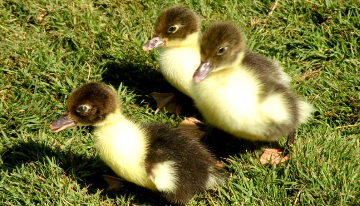 هولندا تعدم 190 ألفا من طيور البط بعد رصد فيروس الأنفلونزا
