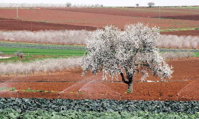 ترجمة الحدث| الجارديان: لوز فلسطين ينشر الأمل