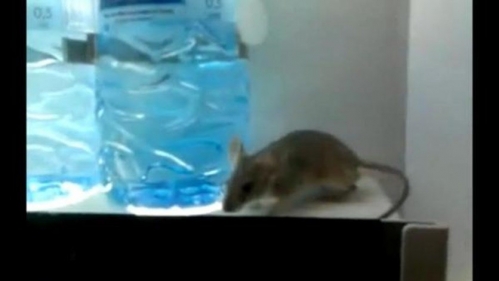 فيديو: فأر داخل آلة بيع المياه في مستشفى 
