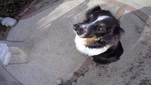 ( فيديو) كلب بأنفين