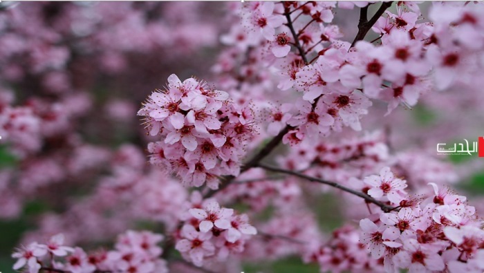 أخبار حالة طقس فلسطين..