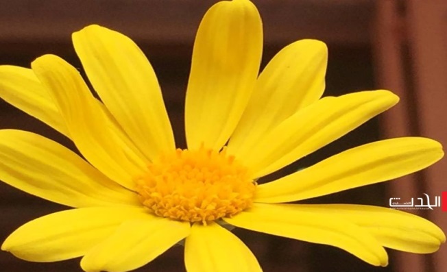 أخبار حالة طقس فلسطين