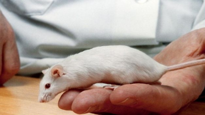 سلالة من الفئران تساعد على تطوير علاج لـ