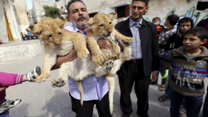 غزي يبيع منزله لشراء نمر