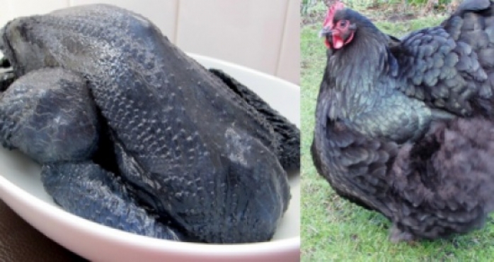 فيديو|  الدجاج الأسود الباهظ الثمن الذي لا يوجد إلا على موائد الأثرياء فقط