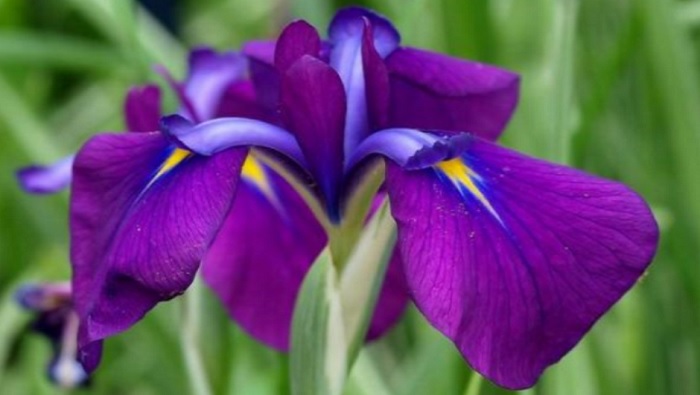 حالة الطقس | وزهرة