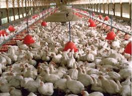 حبوب منع الحمل لتسمين الدجاج في الجزائر
