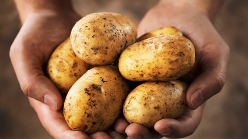 باحثون..البطاطا أربع مرات في الأسبوع يرفع ضغط الدمّ

