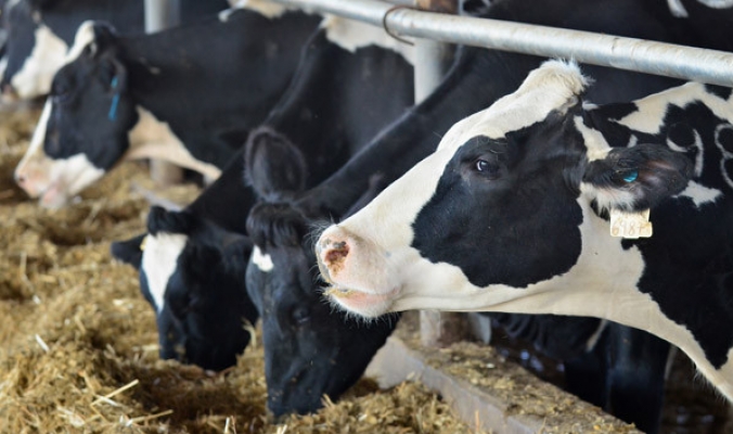 أسعار المنتج في نيسان: الإنتاج الحيواني ينخفض والزراعي في ارتفاع