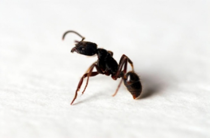 هذه الطرق الطبيعية للتخلص من النمل نهائيًا