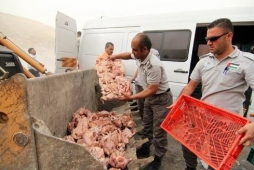 إتلاف 15 طنا من الدجاج الروك غير مطابق للمواصفات
 
