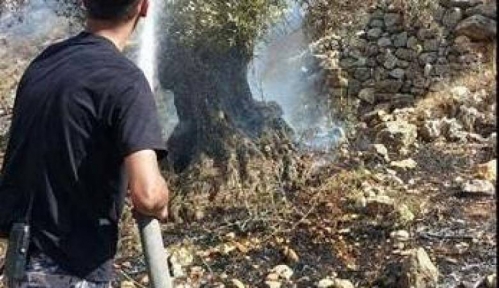بسبب الحر...احتراق 150 شجرة زيتون في يعبد
