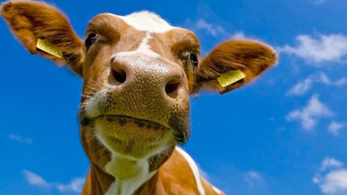 دراسة: الأبقار السعيدة مدرة أكثر للحليب المُغذي
