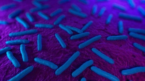 بكتيريا عمرها 15 مليون سنة تعيش في أمعاء البشر
