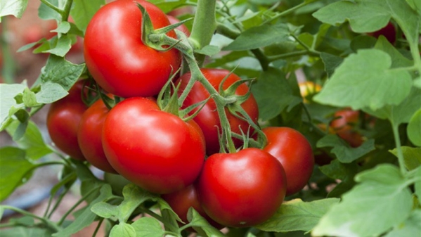 طريقتان مضمونتان...كيف تمييز بين الطماطم المعدّلة وراثياً وتلك العضويّة؟
