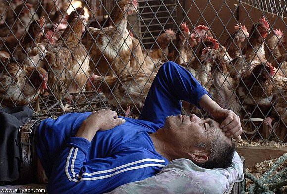 نصيحة طبية: لهذا السبب يجب أن تنام مع الدجاج
