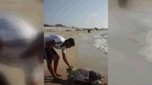 يبدو أن الاحتلال اصابها برصاصه...العثور على سلحفاة بحرية ضخمة قبالة سواحل غزة
