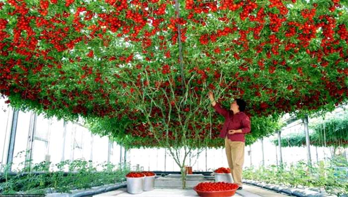 تركيا تزرع الطماطم بطريقة جديدة
