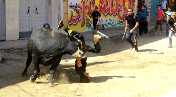 ضحايا ذبح الأضاحي في غزة