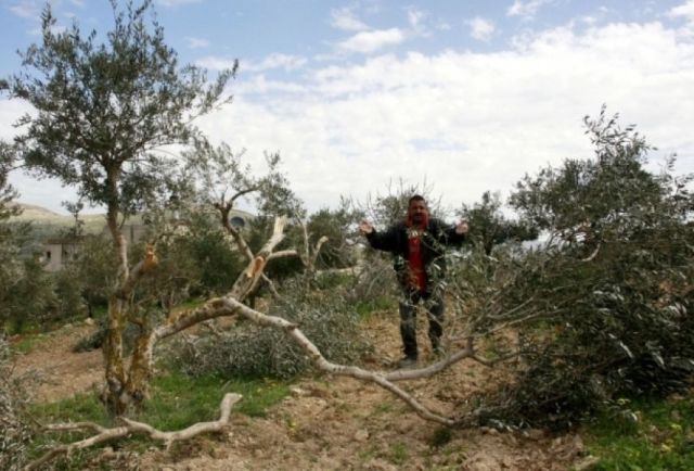 الاحتلال يبدأ باقتلاع 2000 شجرة زيتون شرق قلقيلية

