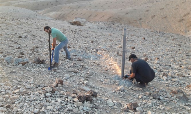 الاحتلال يقتلع 1500 شجرة من جبل المنطار
