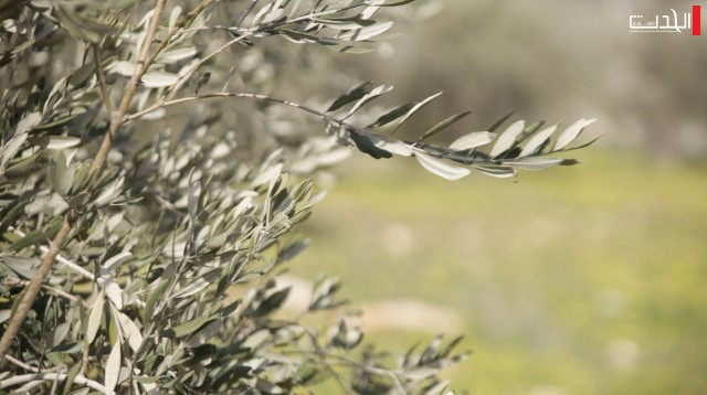 الدفاع المدني يصدر إرشادات للمواطنين خلال قطف الزيتون
