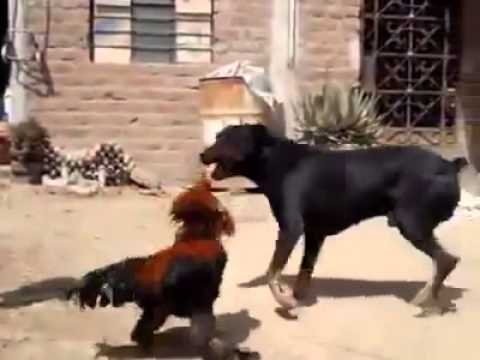 شاهد: شجار بين كلب