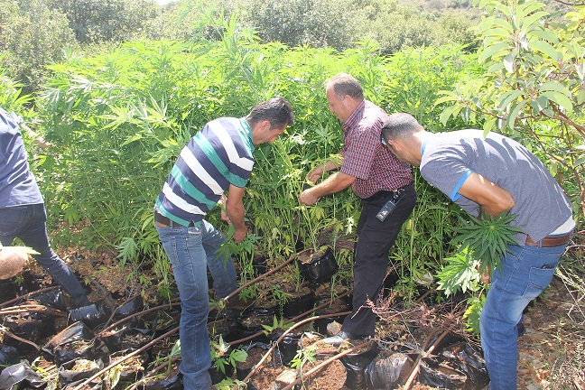 ضبط مشتل يضم 400 شتلة