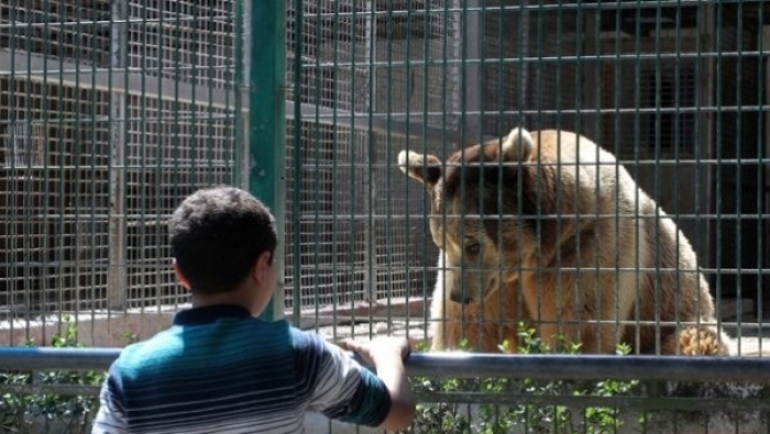 لجنة السلامة العامة تصدر تقريرها حول حديقة الحيوانات في قلقيلية