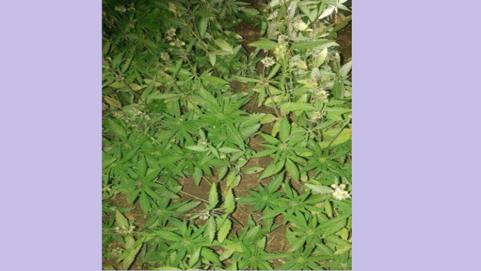 شرطة نابلس تضبط 502