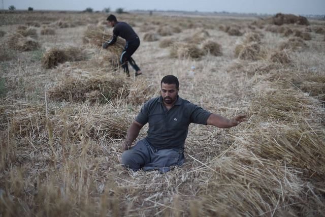 ​الشاب النجار.. فلسطينيٌ يحصُد القمح بنصف جسد
