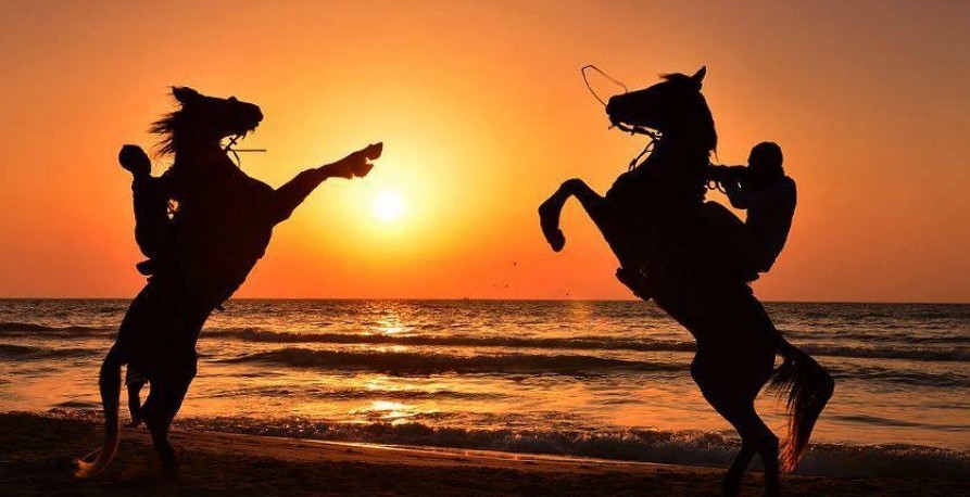 خيول غزة تعاني أيضًا