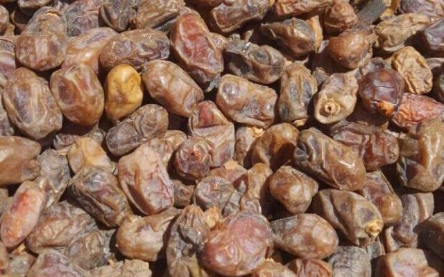 اتلاف 310 كغم تمور
