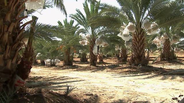 نخيل فلسطين تُعين السيد مصطفى حسن مديراً عاماً للشركة

