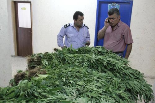 اريحا: ضبط اكثر من الف شتلة مخدرة