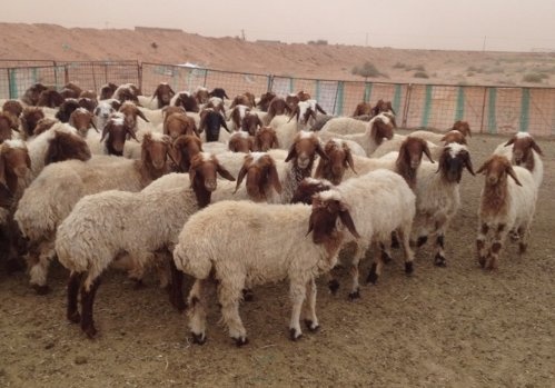  الزراعة تضبط 94 رأس