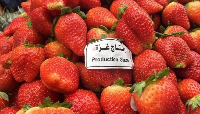 الاحتلال يصادر طن
