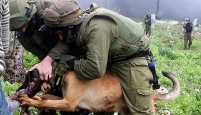 هكذا تعمد جنود الاحتلال ترك كلب بوليسي ينهش رقبة طفل قاصر خلال الاعتقال !؟

