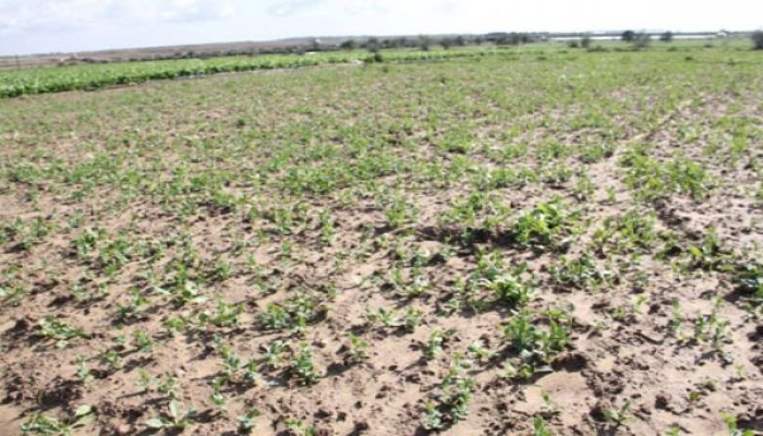 الزراعة: خسائر كبيرة للمزارعين نتيجة رش الاحتلال لأراضيهم بالمبيدات السامة
