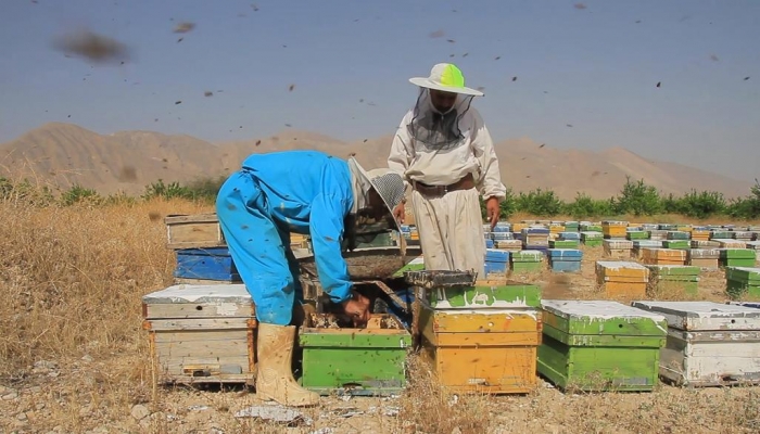 إيران تحتل المرتبة الثالثة عالمياً في إنتاج العسل

