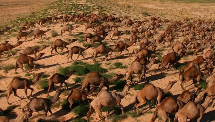 أستراليا تنوي قتل 10 آلاف جمل رمياً بالرصاص
