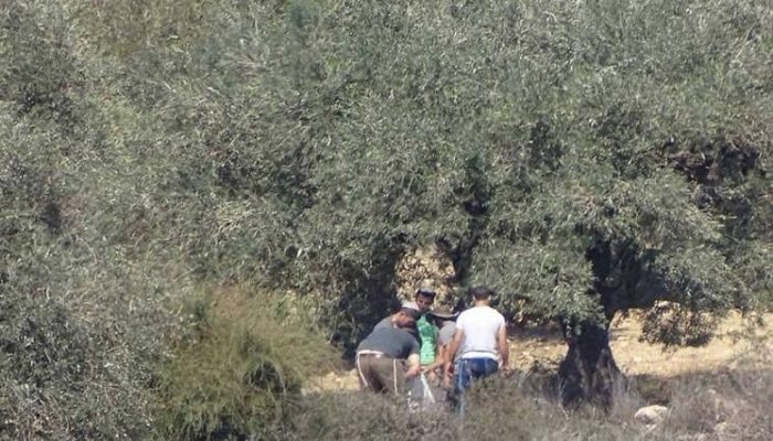 مستوطنون يسرقون محاصيل الزيتون في نابلس
