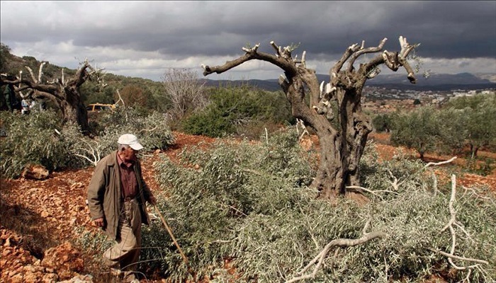 مستوطنون يقطعون 30 شجرة زيتون جنوب نابلس