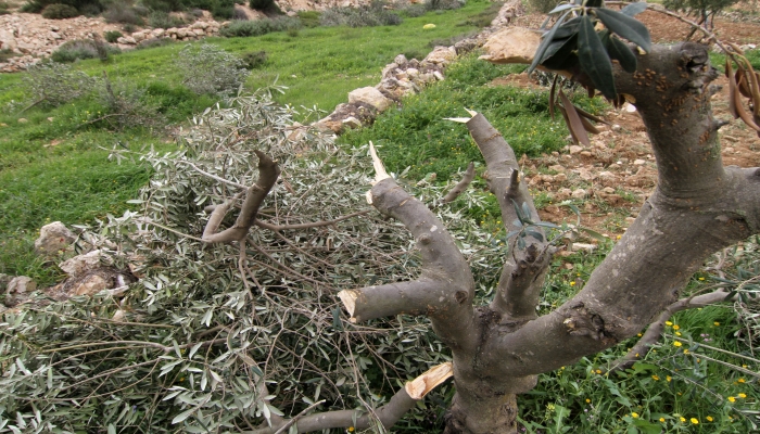 مستوطنون يقطعون أشجار زيتون في جالود 
